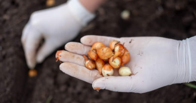 Como Cultivar Amendoim em Casa: Guia Completo