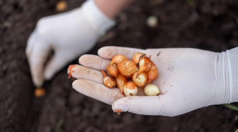 Como Cultivar Amendoim em Casa: Guia Completo