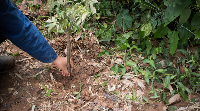 Como Plantar Mandioca