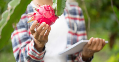 Como Plantar Pitaya