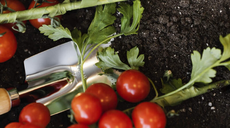 Como Plantar Tomate Cereja